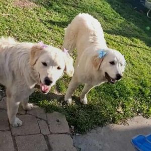 Layla - Home to Home, Young Female unknown