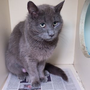 Grey, Adult Female unknown