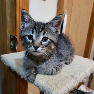 Helios, Baby Male unknown