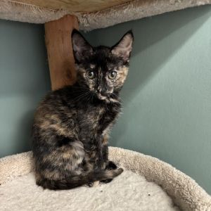 Elsie, Baby Female Domestic Short Hair