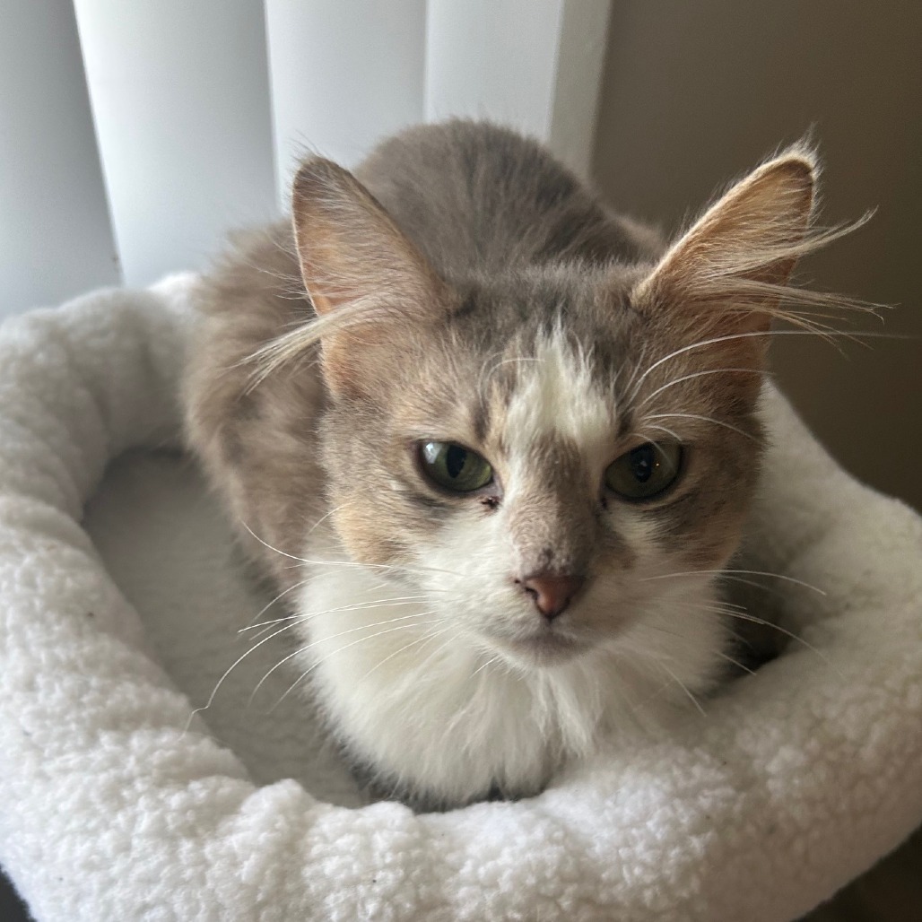 Gertrude