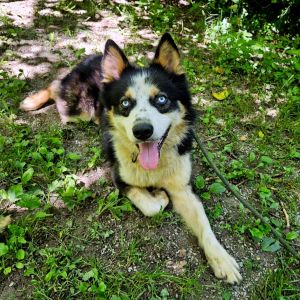 Aizawa, Young Male Husky