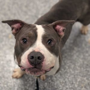 Mulligan, Adult Male Pit Bull Terrier