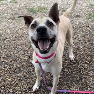 Fiona, Adult Female Labrador Retriever