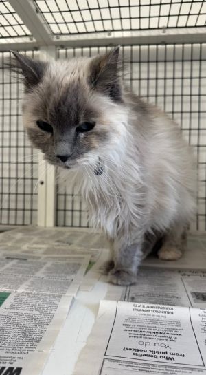 Shiloh, Senior Female Domestic Medium Hair