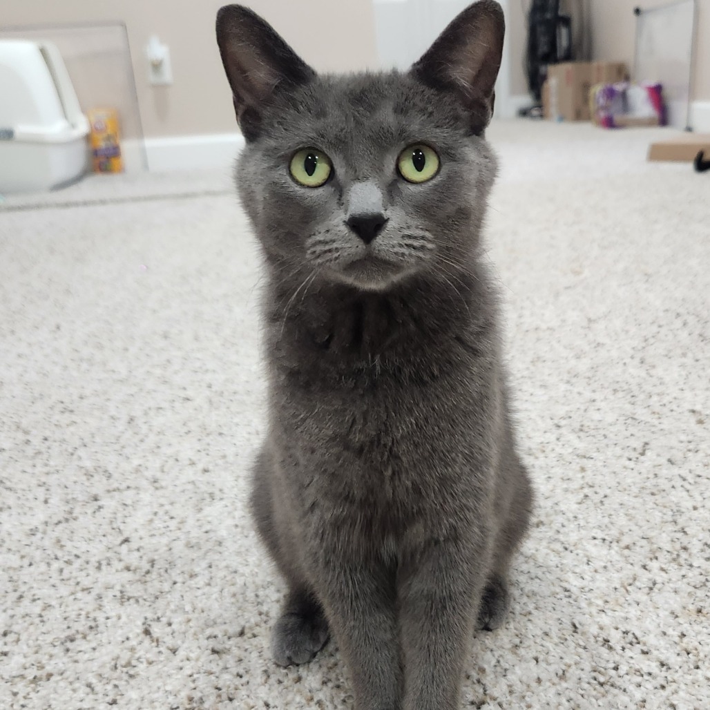 Meowgarita