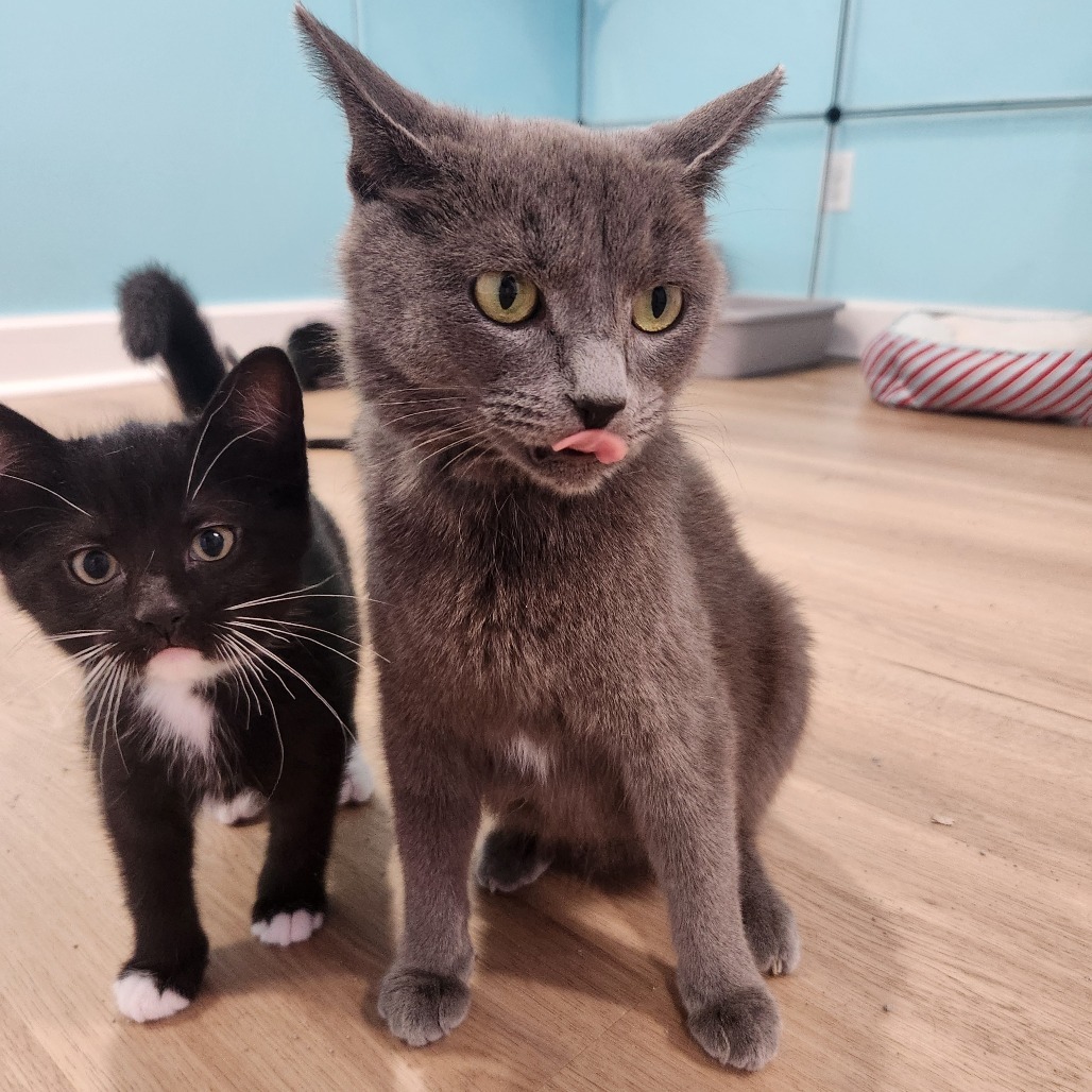 Meowgarita