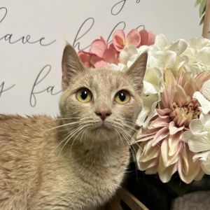 Faleen, Adult Female Domestic Short Hair