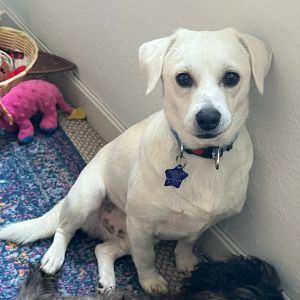 Niall Mixed Breed Dog