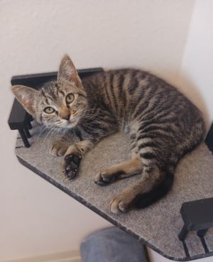 Franny, Baby Female Domestic Short Hair