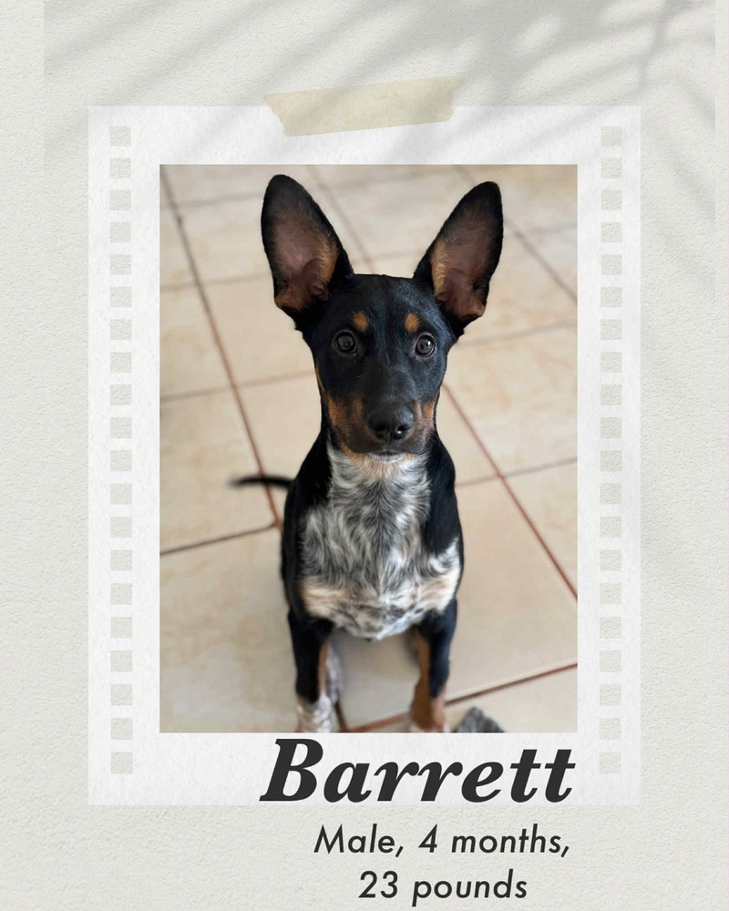 Barrett