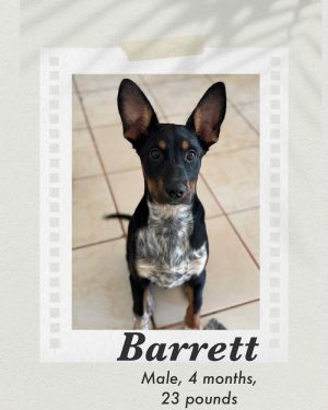 Barrett, Baby Male Australian Kelpie