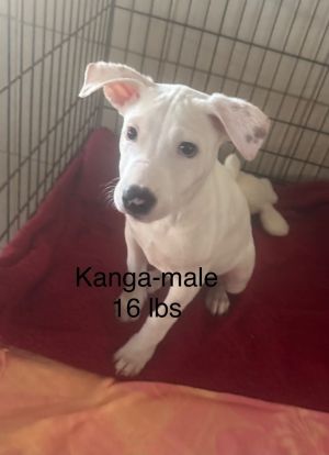 Kanga, Baby Male Bull Terrier