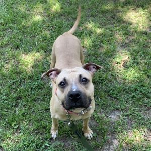 Sage, Adult Female Mixed Breed