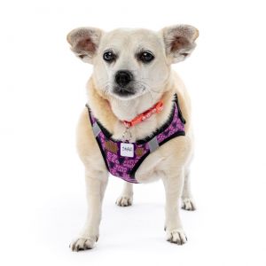 Skyfall 11914 Chihuahua Dog