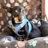 Hounder 13088 photo 2