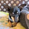 Hounder 13088 photo 4