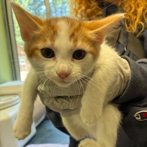 FINCH, Baby Female Domestic Medium Hair
