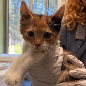 WREN, Baby Female Domestic Medium Hair