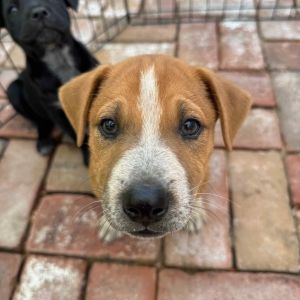 MICHIGAN, Baby Male Cattle Dog