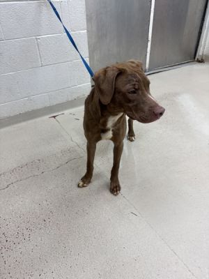 Primary Color Brown Secondary Color White Weight 35lbs Age 0yrs 8mths 1wks