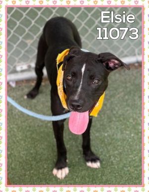 Primary Color Black Secondary Color White Weight 34lbs Age 0yrs 8mths 3wks Animal has been Spaye