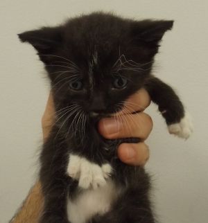 Pen 7 Domestic Short Hair Cat