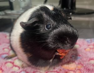 Primary Color Black Secondary Color White Weight 22lbs Age 4yrs 1mths 3wks