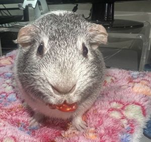 Primary Color Gray Secondary Color White Weight 24lbs Age 3yrs 1mths 3wks