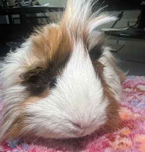 Primary Color White Secondary Color Tri Color Weight 257lbs Age 3yrs 1mths 3wks