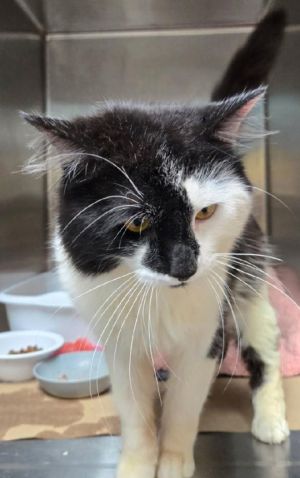 Esme (TAS#1), Adult Male Domestic Short Hair