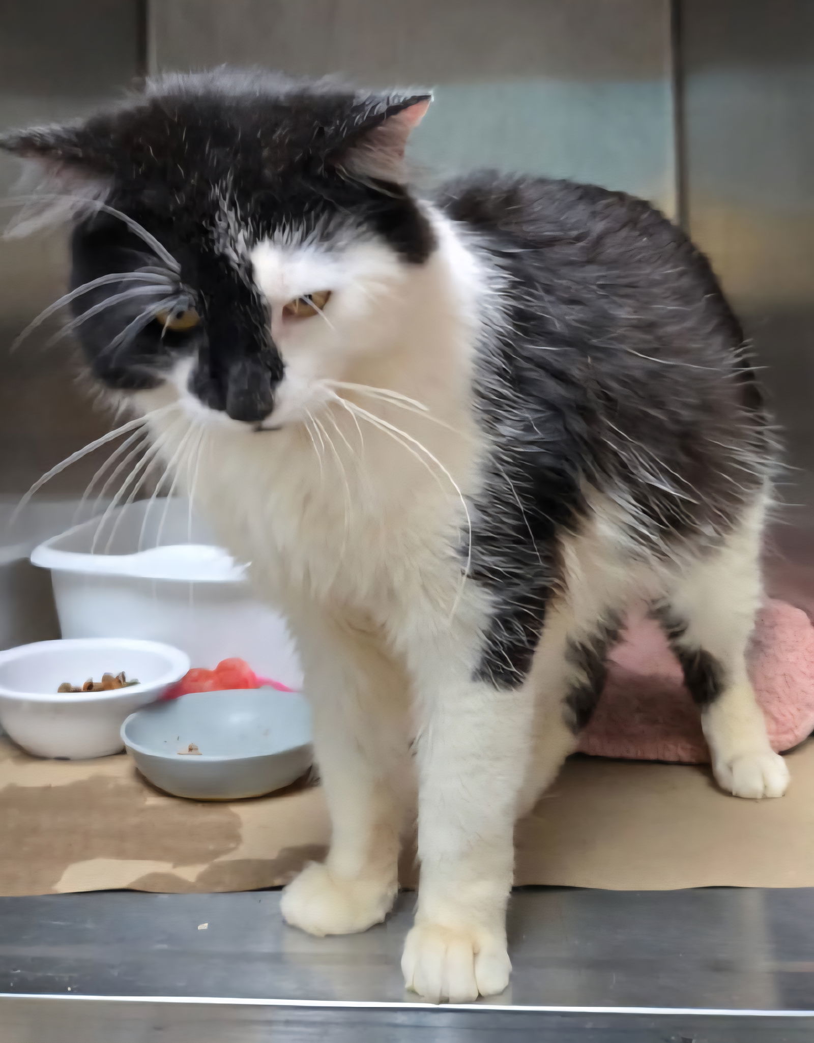 Esme (TAS#1)