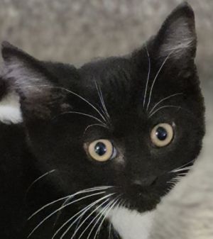 McLaren, Baby Male unknown