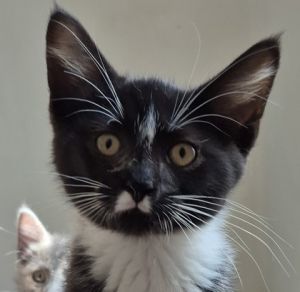 Aston Martin, Baby Male unknown