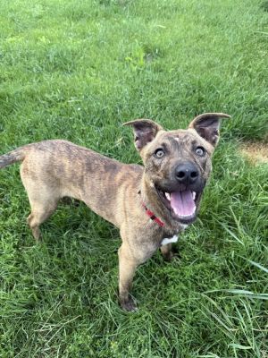 Firecracker, Adult Female Mixed Breed