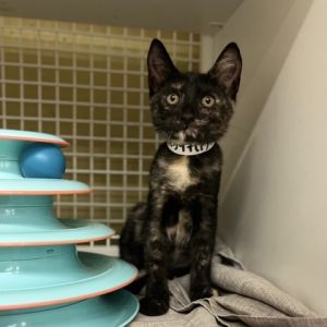 Tess, Baby Female Domestic Short Hair