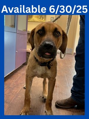 Dog Kennel #35, Adult Male Hound