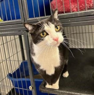 Dutch (Sox) (Victor), Adult Male unknown