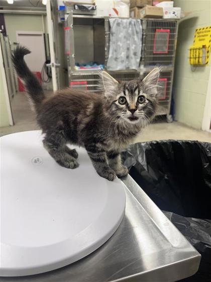 Oppy, an adoptable Domestic Medium Hair, Domestic Short Hair in Hutchinson, KS, 67504 | Photo Image 1