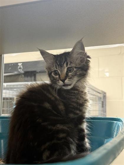 Oppy, an adoptable Domestic Medium Hair, Domestic Short Hair in Hutchinson, KS, 67504 | Photo Image 3