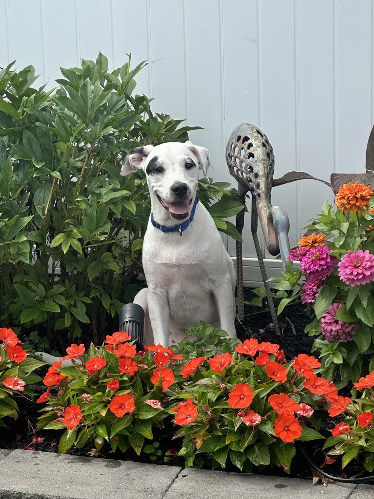 Domino