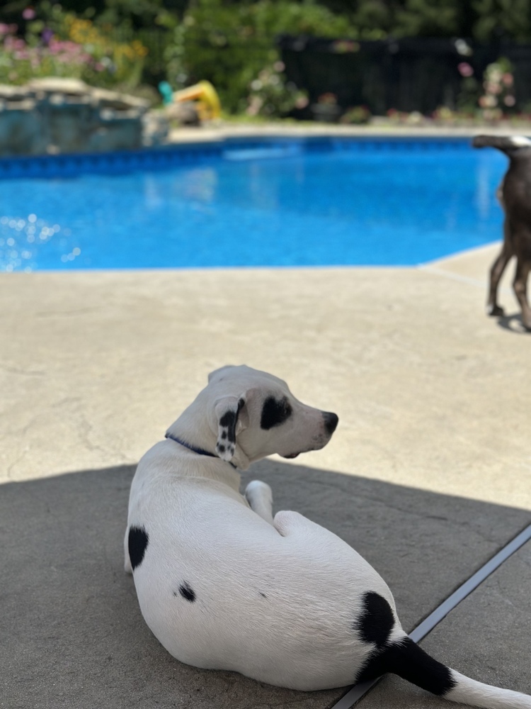 Domino