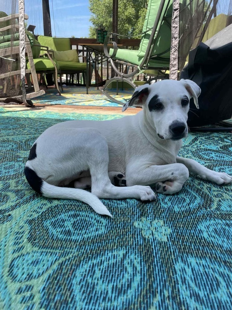 Domino