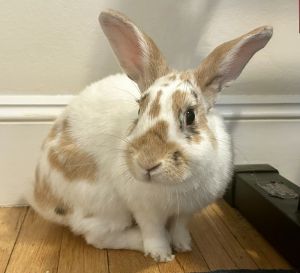 Mr Potato Head, Adult Male Bunny Rabbit