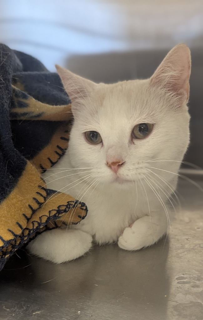 Cedar 81, an adoptable Domestic Short Hair in Havre, MT, 59501 | Photo Image 1