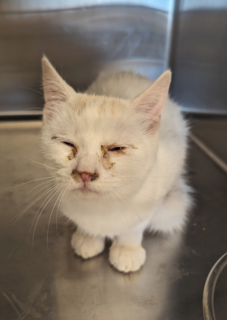 Cedar 81, an adoptable Domestic Short Hair in Havre, MT, 59501 | Photo Image 2