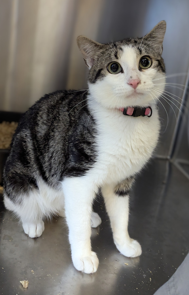 Pea, an adoptable Domestic Short Hair in Havre, MT, 59501 | Photo Image 1