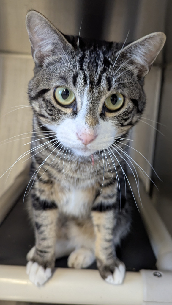 Pod, an adoptable Domestic Short Hair in Havre, MT, 59501 | Photo Image 1