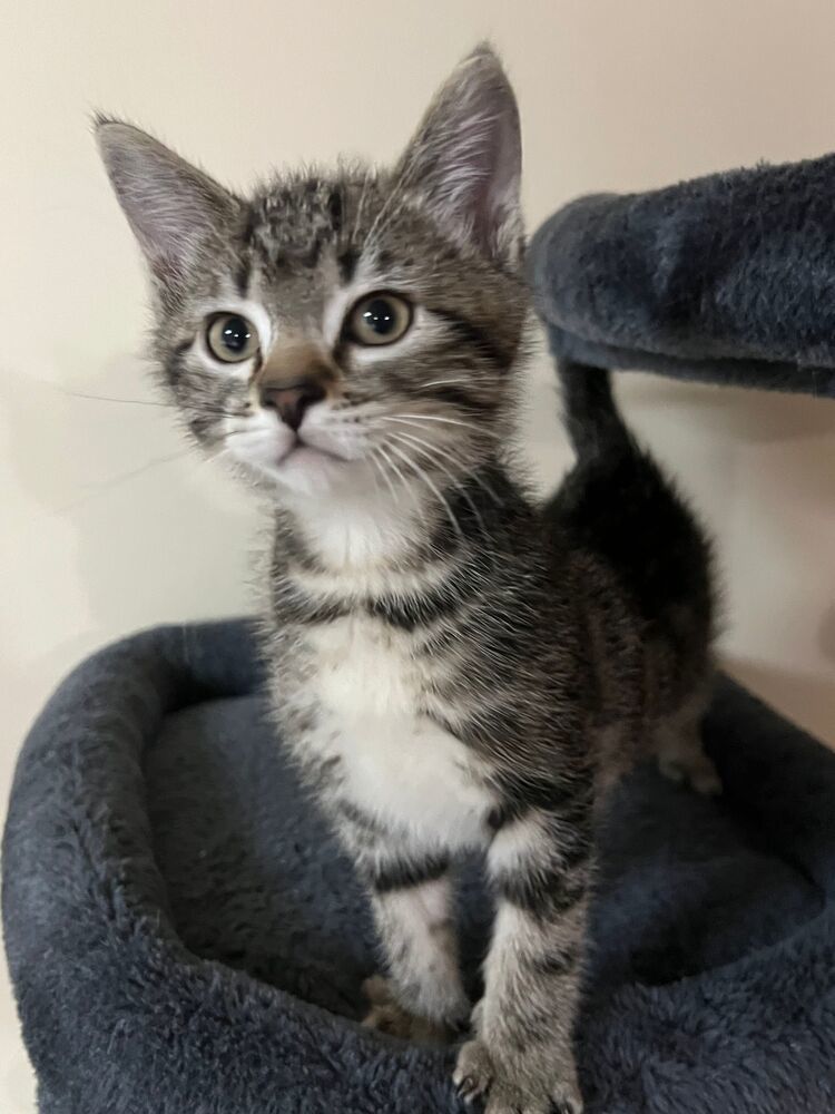 Lion, an adoptable Domestic Short Hair in McPherson, KS, 67460 | Photo Image 1