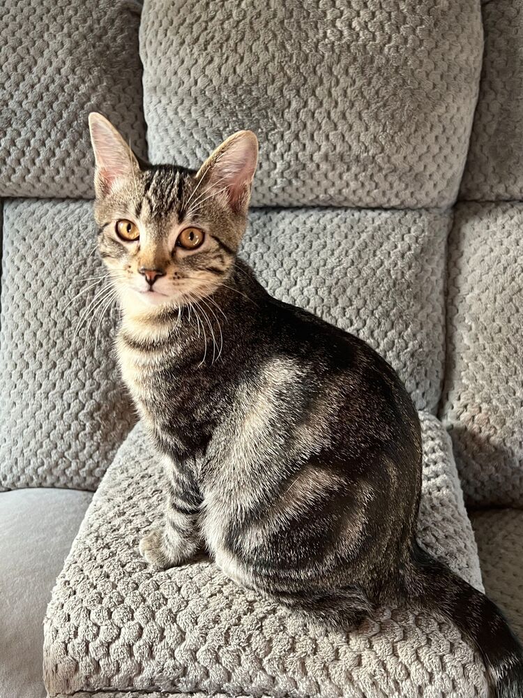 Lion, an adoptable Domestic Short Hair in McPherson, KS, 67460 | Photo Image 1